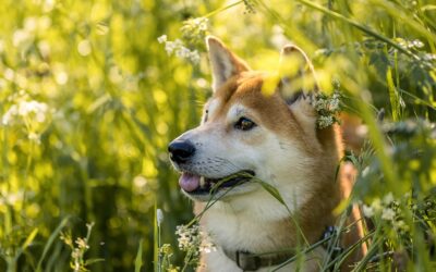 Shiba Inu (SHIB) Price Predictions for 2025: What Can Investors Expect?