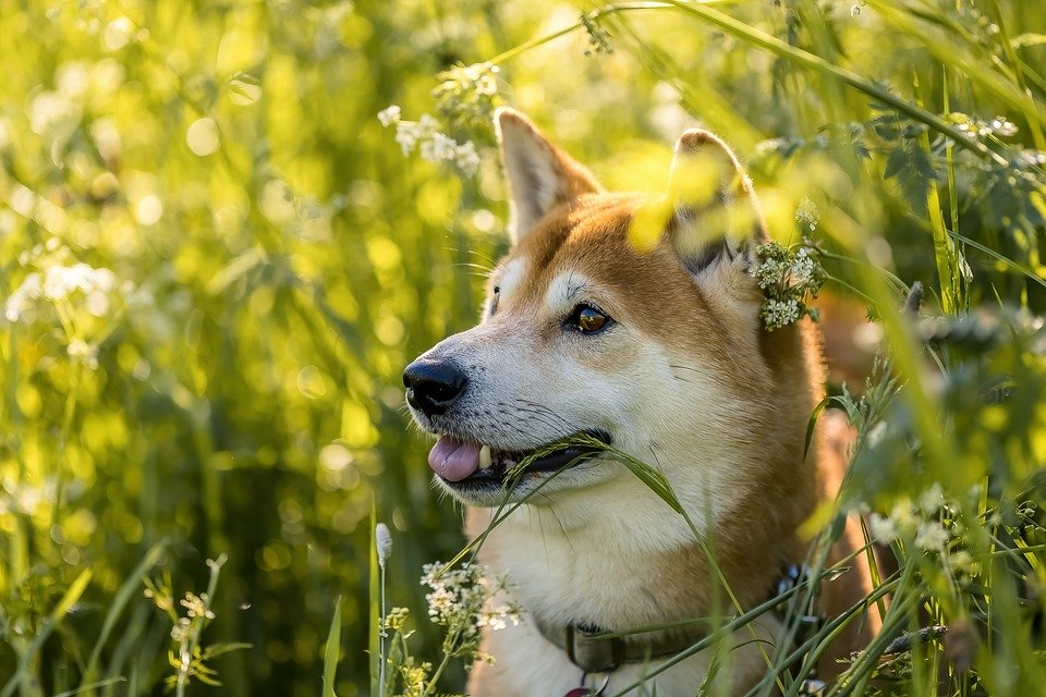 Shiba Inu (SHIB)